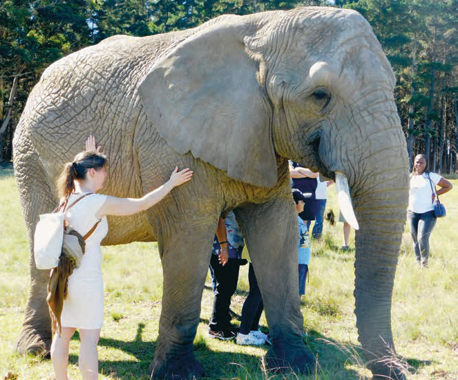 Monique streelt een olifant in Knysna Elephant Park in Zuid-Afrika